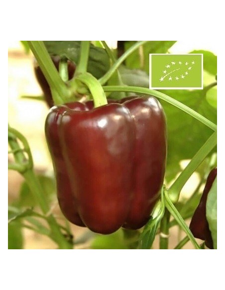Poivron Choco BIO