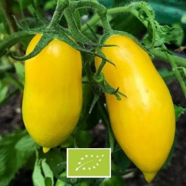 Graines Tomate ancienne jaune 'Banana Legs'