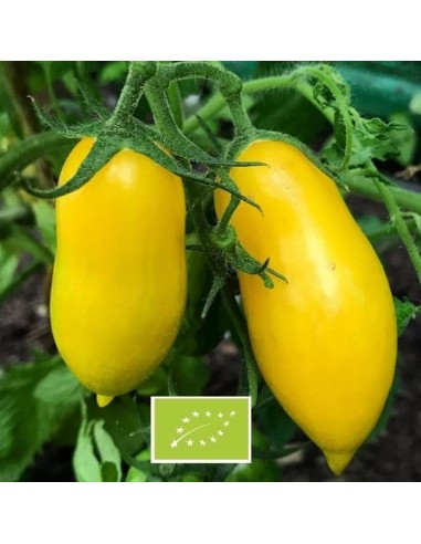 Graines Tomate ancienne jaune  'Banana Legs'
