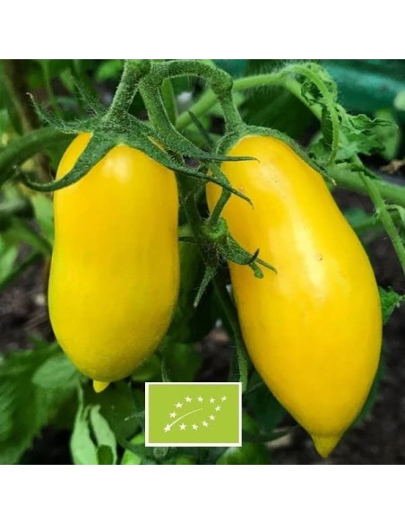 Graines Tomate ancienne jaune  'Banana Legs'