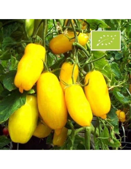 Graines Tomate ancienne jaune  'Banana Legs'