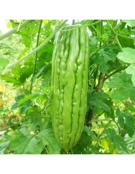 Melon amer (Margose de Chine)