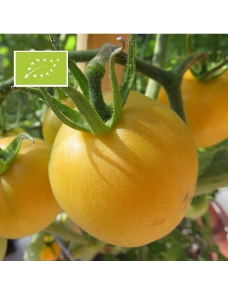 Tomate Pêche jaune BIO (tomate ancienne)