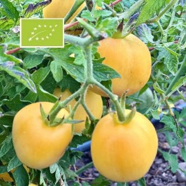 Tomate Pêche jaune BIO (tomate ancienne)