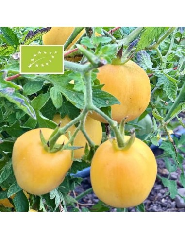 Tomate Pêche jaune BIO (tomate ancienne)