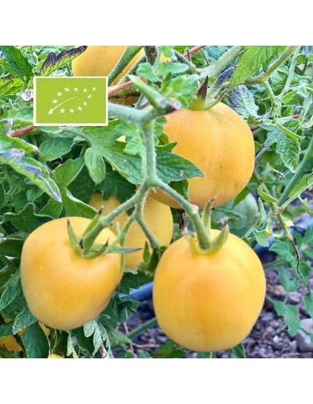 Tomate Pêche jaune BIO (tomate ancienne)