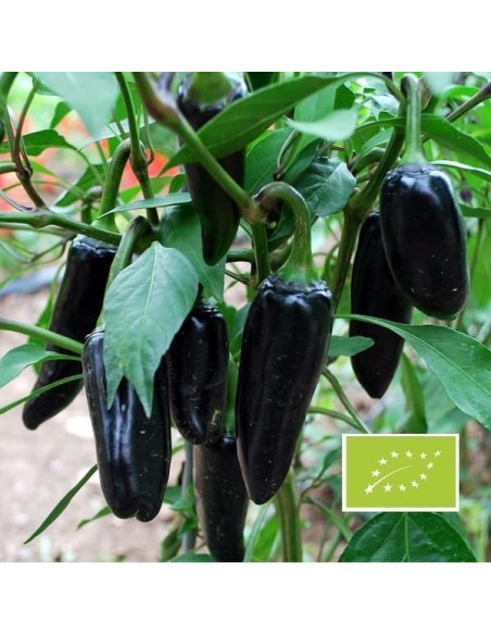 Piment Black Hungarian (Piment fort)