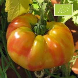 Tomate Striped German BIO ( Tomate ancienne)