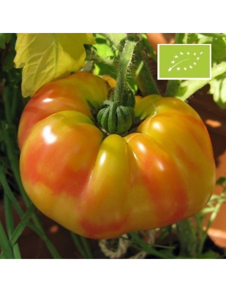 Tomate Striped German BIO ( Tomate ancienne)