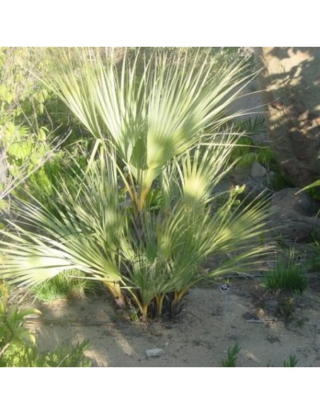 Nannorrhops ritchiana vert (Palmier Mazari green)