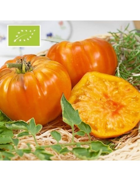 Tomate Striped German BIO ( Tomate ancienne)