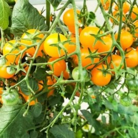 Tomate Galapagos (Tomate cerise)