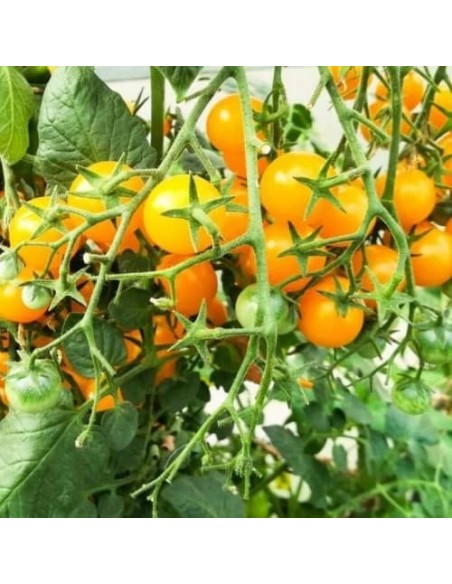 Tomate Galapagos (Tomate cerise)