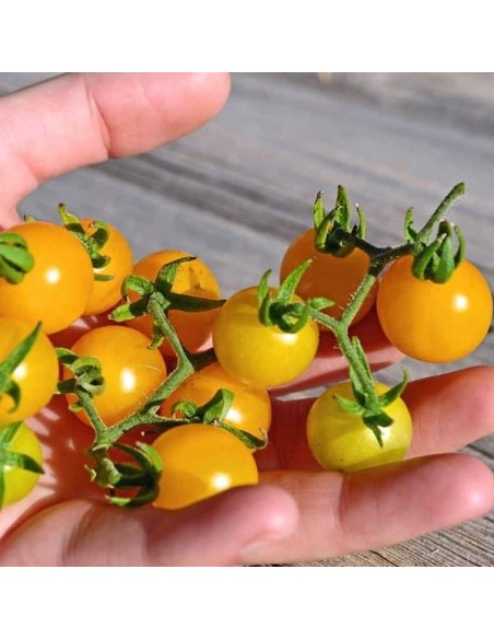 Tomate Galapagos (Tomate cerise)