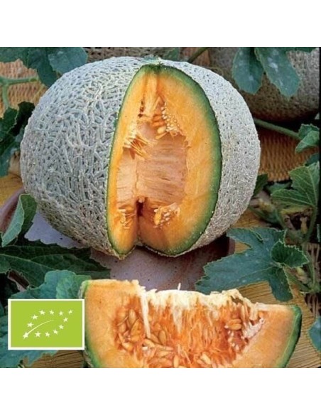 Melon Sucrin de Tours BIO