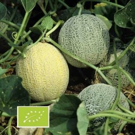 Melon Sucrin de Tours BIO