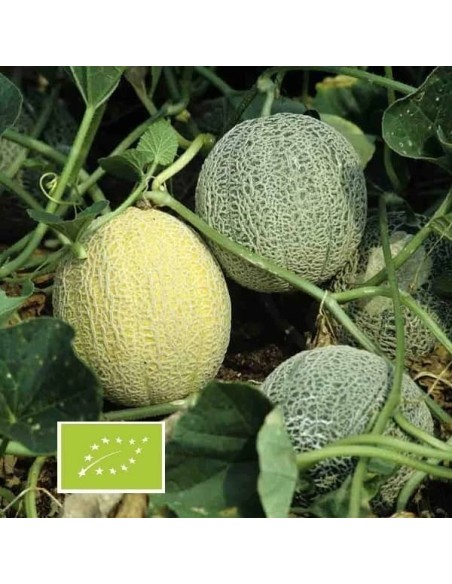 Melon Sucrin de Tours BIO