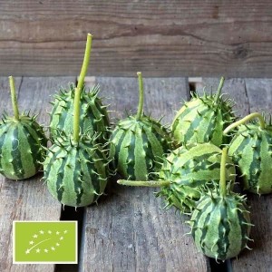 Kiwano ( Fruit Exotique ) - 2 Formats - Alexandre De Kok / Equibioland