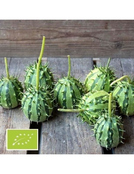 Kiwano de Zambie BIO