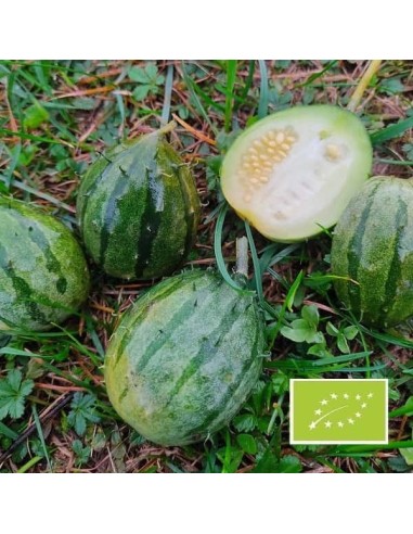 Kiwano de Zambie BIO
