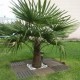 Trachycarpus fortunei (Palmier chanvre)