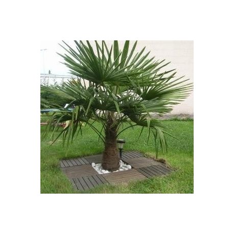 Trachycarpus fortunei (Palmier chanvre)