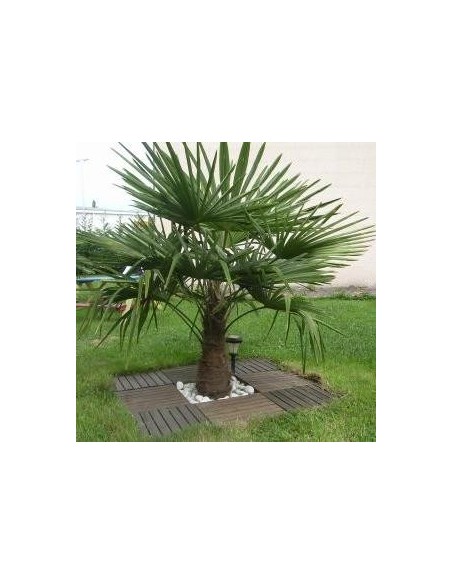 Trachycarpus fortunei (Palmier chanvre)