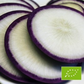 Radis bleu d'Automne et d'hiver (Radis d'hiver)