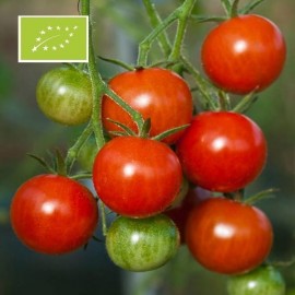 Tomate Délice du jardinier BIO (tomate cocktail ancienne)