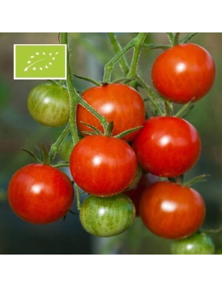 Tomate Délice du jardinier BIO (tomate cocktail ancienne)