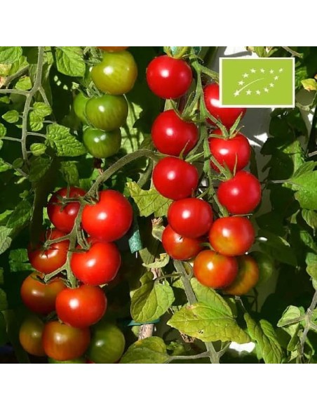 Tomate Délice du jardinier BIO (tomate cocktail ancienne)