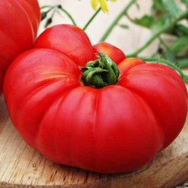 Tomate Ingegnoli Gigante Liscio BIO (tomate ancienne)