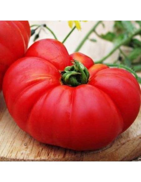 Tomate Ingegnoli Gigante Liscio BIO (tomate ancienne)