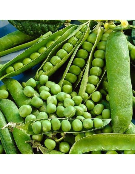 Pois nain Merveille de Kelvedon à grain ridé