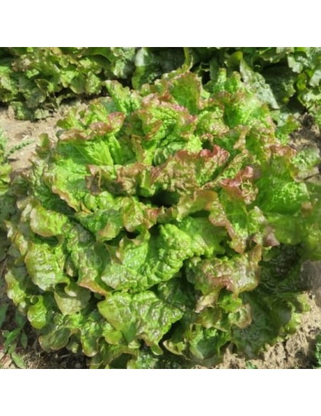 Laitue Rouge Grenobloise  (Batavia)