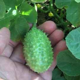 Concombre des Antilles