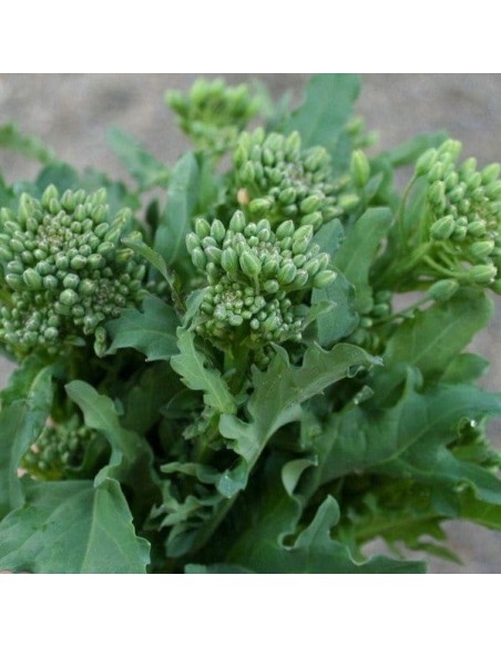 Brocoli Rapini (Brocoli rave, Cima di rapa )
