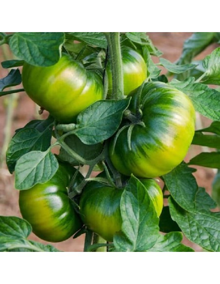 Tomate RAF
