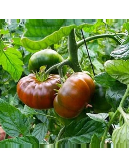 Tomate RAF