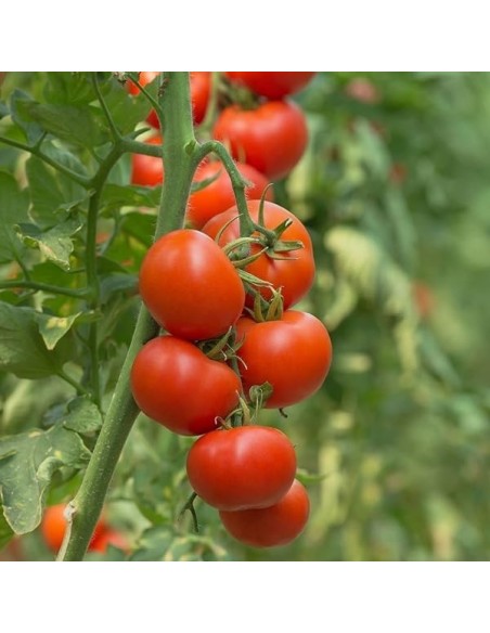 Tomate Montecarlo F1