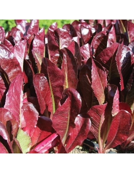 Laitue romaine Super Red