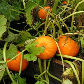 Courge Jack Be Little (Potiron)