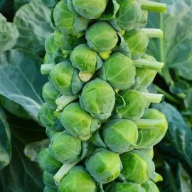 graine Chou de Bruxelles Catskill