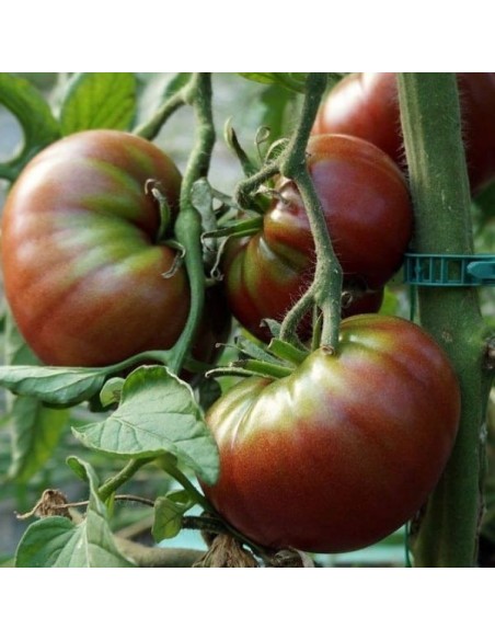 Graine Tomate noire  'Noire de Crimée'