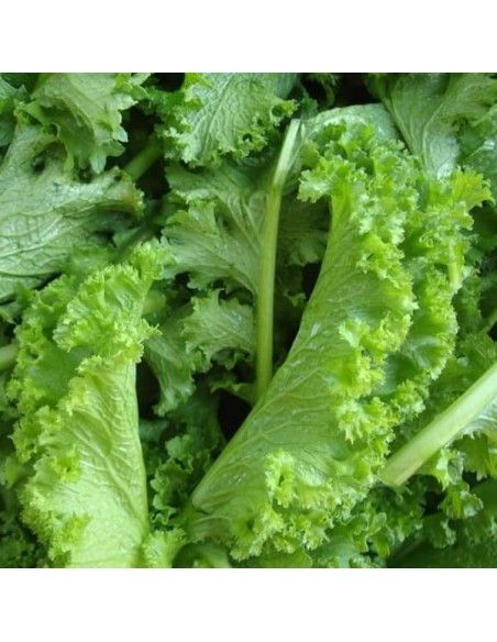 Moutarde frisée Southern Giant Curled ( graine moutarde chinoise)