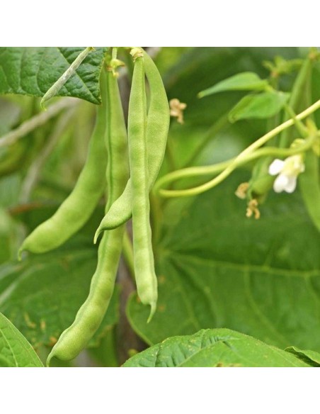 Haricot à rame mangetout Blanc de juillet