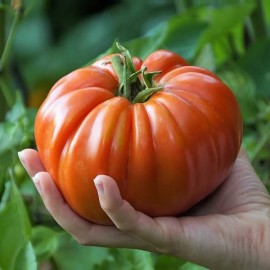 Tomate Brutus (tomate ancienne)