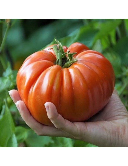 Tomate Brutus (tomate ancienne)
