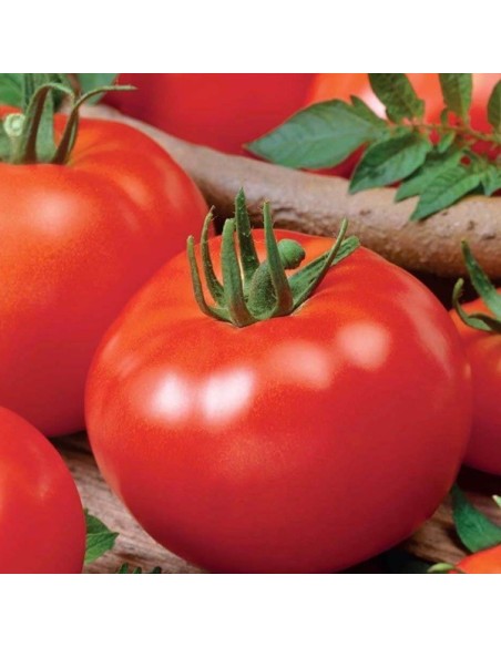 Tomate Promyk