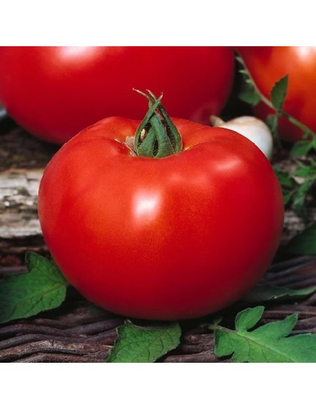 Tomate Faworyt